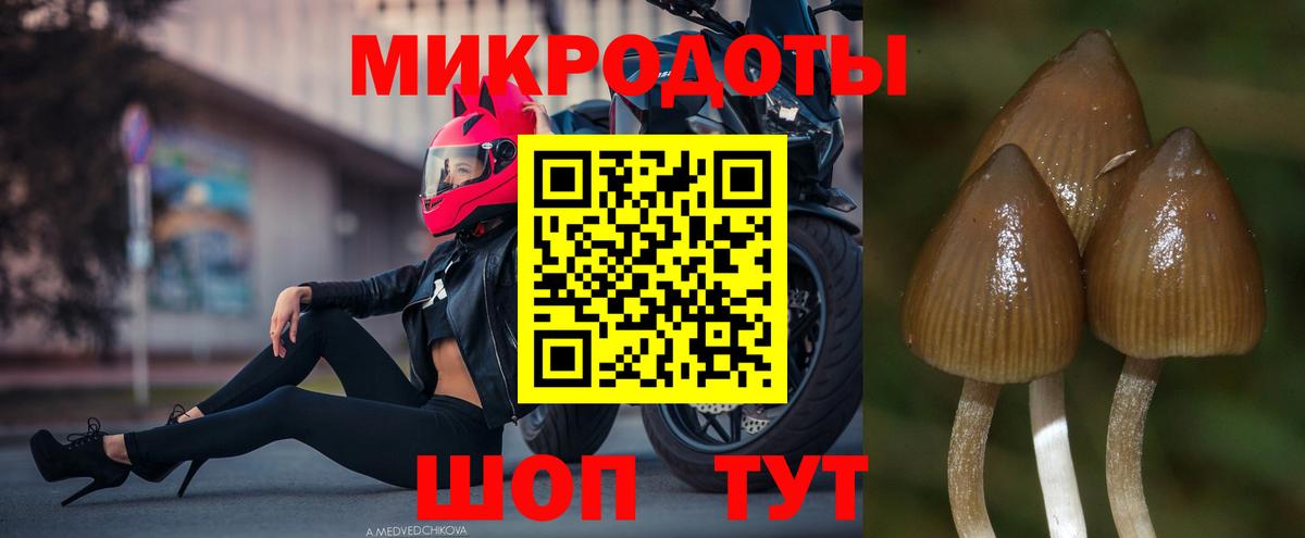 Галлюциногенные грибы Psilocybe Ахтубинск